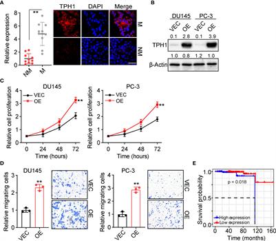 A positive feedback loop between tryptophan hydroxylase 1 and β-Catenin/ZBP-89 signaling promotes prostate cancer progression